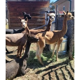 Unbranded Organic Premium Alpaca Manure Poop! Great For Your Garden 5lbs