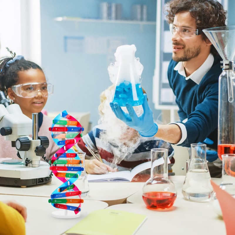 NUOBESTY 1 Set DNA Model, Double Helix Human DNA Model
