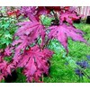 Purple Ghost Japanese Maple - Live Plant - Trade Gallon