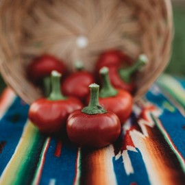 Cascabel Chile Pepper - 25 Seeds - Heirloom & Open-Pollinated Variety, Non-GMO Vegetable Seeds for Planting in The Home Garden, Thresh Seed Company