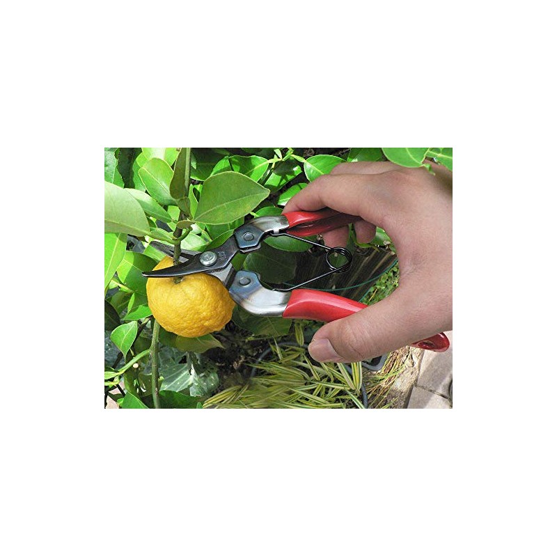ARS HP-310 Curved Blade Fruit Pruner