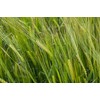 All Good Things Organic Great Grains Seeds for Planting: 4