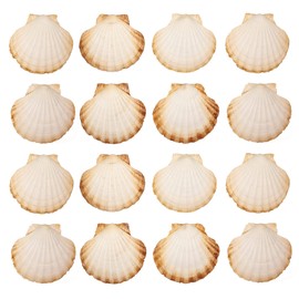 Finoly Large Natural Shells Pack 4/8/12/16 Pieces for Kitchen Decoration Craft
