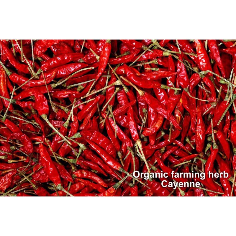 EXCECTIC Cayenne E354 400 mg x 135 capsules