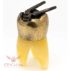 Brass Amber Tooth Shaped Figurine with pliers dentist's present IronWork