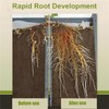 Limetown Plant Vitality Elixir, Money Tree Fertilizer, Limetown Phyto Vitamin