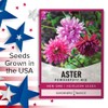 Aster Powderpuff Mix Flower Seeds