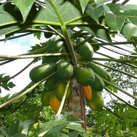 CHUXAY GARDEN Dwarf Waimanalo Papaya Seed 10 Seeds Sweet Tropical Fruit Fast Growing & Maintain Easily Grow High Germination Rate
