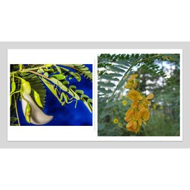 Set of 2 Bags 30 Seeds White Hummingbird Tree Bright Pea Like Blossoms Tropical Plant and 50 Seeds Sesbania Bispinosa, Native Wildflower Ornamental Lovely Yellow Flowering