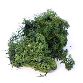 INERRA Finland Moss - Dark Green - Reindeer Moss Craft Plants Pots Flowers Display Modelling (100 Grams)