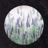 Partner company Skinbolic Lavender Oil Serum 30ml / 스킨볼릭 라벤더