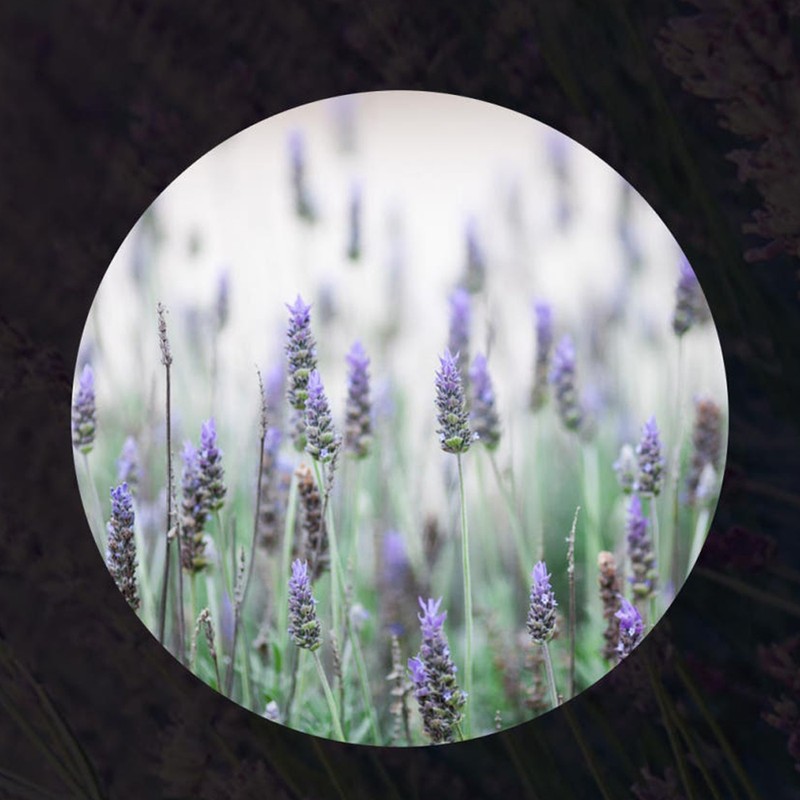 Partner company Skinbolic Lavender Oil Serum 30ml / 스킨볼릭 라벤더