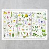 Where's Wildlife Native Wildflowers of Indiana Poster - Flower Chart