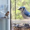 Clear Window Bird Feeder with Suction Cups – Transparent Acrylic