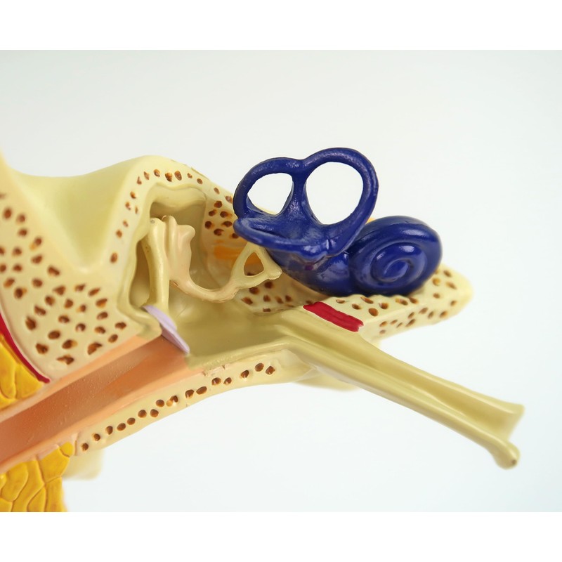 Life-size ear cross-sectional model, trisemicircular canal, cochlea, ossicles, eardrum, etc.