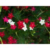 CZ Grain 50 Flowering Cypress Vine Seeds Hummingbird Vine Plant