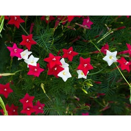 CZ Grain 50 Flowering Cypress Vine Seeds Hummingbird Vine Plant