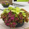 Outsidepride Coleus Fairway Mix - 200 Seeds