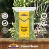 Rani Fennel Seeds (Saunf Sabut) Whole Spice 3.5oz (100g) ~