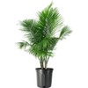American Plant Exchange Majesty Palm – 10-Inch Pot – Live