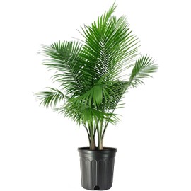 American Plant Exchange Majesty Palm – 10-Inch Pot – Live Tropical Houseplant with Arching Green Fronds, Easy Care Indoor or Patio Plant for Home, Office, Apartment & Landscape Décor