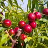 Mericrest Nectarine, Cold-Hardy, Sweet, and Juicy Red-Skinned Nectarine, 5 gal.