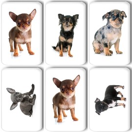 Merchandise for Fans Chihuahua 01 Rectangular Fridge Magnets 5.8 x 3.7 cm Set of 6