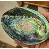 Large Abalone Shell Polished Paua Rainbow LG Sea Green Blue