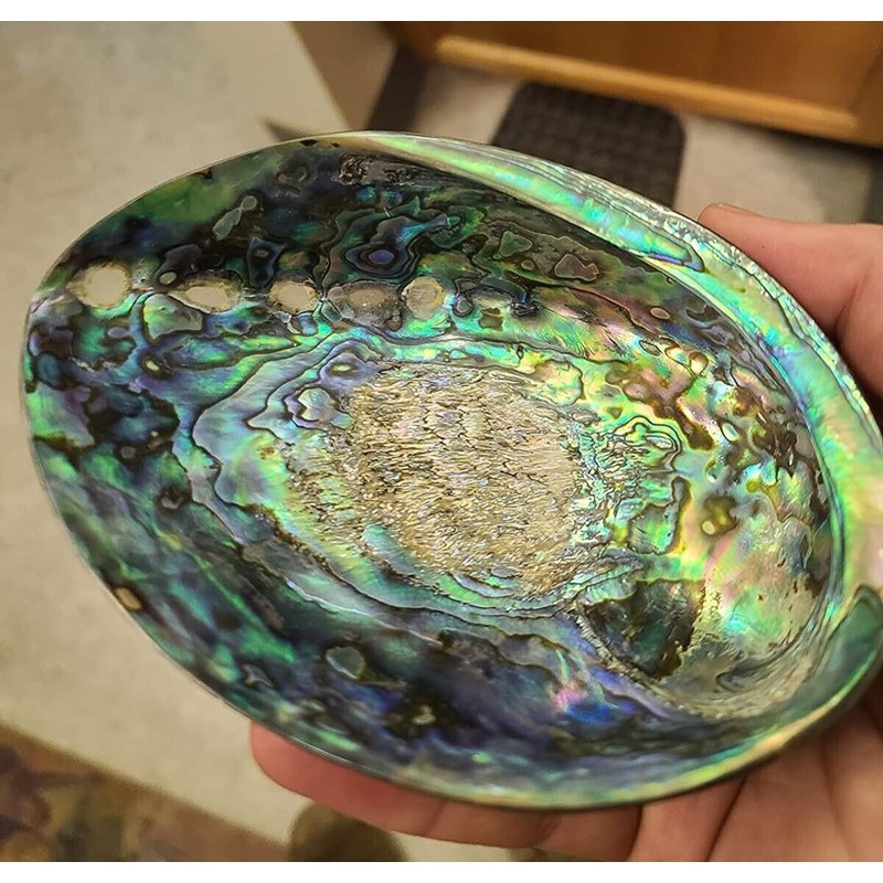 Large Abalone Shell Polished Paua Rainbow LG Sea Green Blue