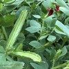 Lotus tetragonolobus (Squarepod Deervetch) Flower Seeds, Attractive, Bright Red to