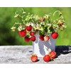 22Day Seeds: Seeds Alpine Strawberry 4 Seasons/Everbearing/All Year Round/Non GMO/Heirloom