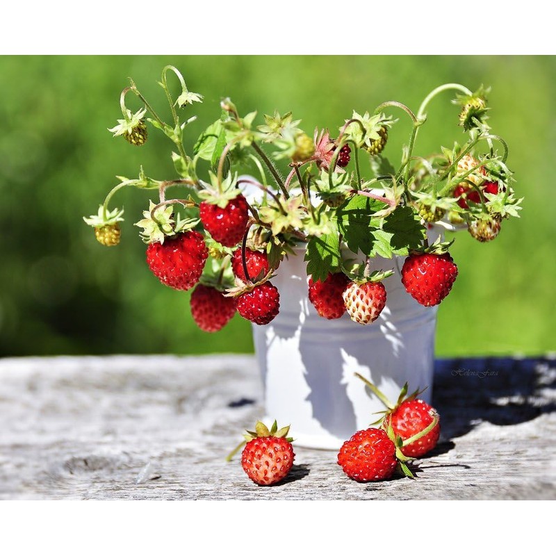 22Day Seeds: Seeds Alpine Strawberry 4 Seasons/Everbearing/All Year Round/Non GMO/Heirloom