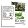 Spacemaster Cucumber Seeds, 100+ Heirloom Seeds Per Packet, (Isla's Garden