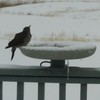 Farm Innovators Heated Bird Bath, 120W All Seasons Outdoor Decor