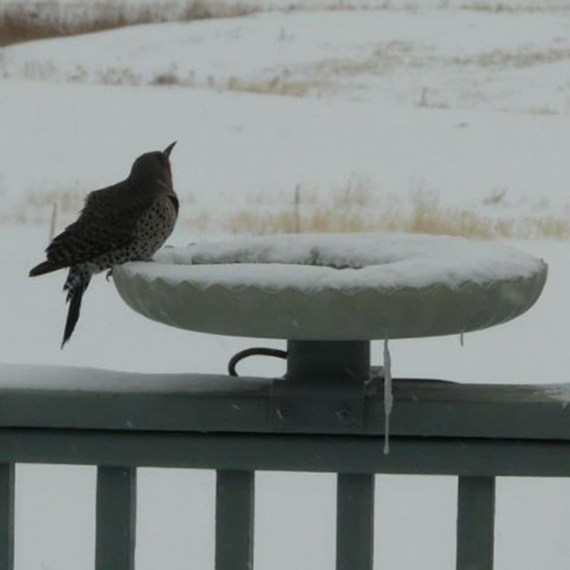 Farm Innovators Heated Bird Bath, 120W All Seasons Outdoor Decor