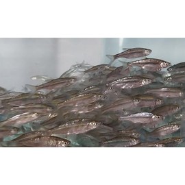Golden Shiner Minnows (4 INCH, 5 POUNDS)
