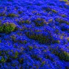 2000+ Rare Blue Creeping Thyme Seeds for Planting - Heirloom