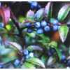 HUCKLEBERRY * 1000 SEEDS * BULK * MEDICINAL* HEALTHFUL * SWEET *