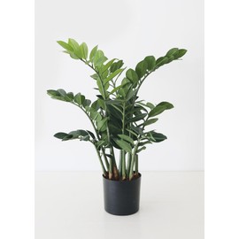Artificial ZZ Tropical Plant in Pot - 30"