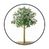 Homemade 48 Tree !!  ENVELOPE SEALS LABELS STICKERS 1.2" ROUND