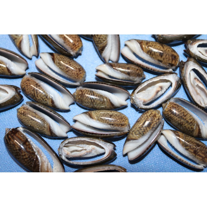 50- Natural Black Olive Seashells for Crafts, Precision Top Cut