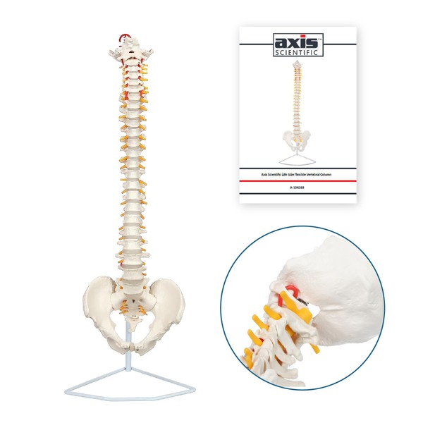 Axis Scientific 34" Life Size Spine Model with Nerves, Vertebrae, Arteries, Lumbar Column, Male Pelvis, Includes Durable Stand and Full Color Product Manual