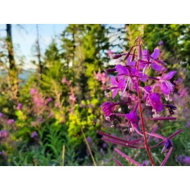 Fireweed seed (Epilobium angustifolium)