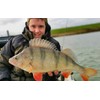 Major Fish Bass Box 35-Piece Rubber Fish Hard Baits Set