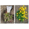 Large Size Potassium Polyacrylate Polymer SAP Water-Holding Crystals Promote Plant