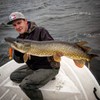 LMAB KØFI Roach Shad 11 cm - Softbait Shad Paddle