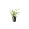 Aztec Grass - 3 Gallon Size Plants - Live Variegated