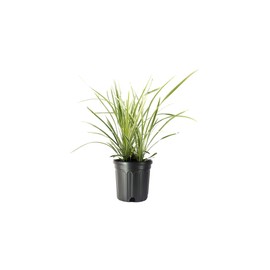 Aztec Grass - 3 Gallon Size Plants - Live Variegated Liriope - Ophiopogon Intermedius Argenteomarginatus