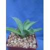 Crazy H Cactus Agave potatorum "Spawn" Starter Plants! FINALLY AVAILABLE!!