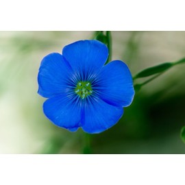 Flax Blue Nice Garden Flower by Seed Kingdom 6,000 Seeds